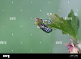 Attēlu rezultāti vaicājumam “Nematus ribesii”