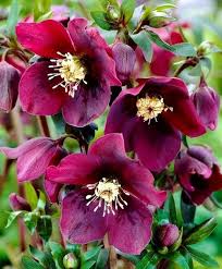 Image result for Christrose