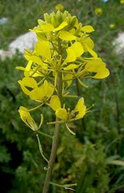 Attēlu rezultāti vaicājumam “Sinapis alba leaf”