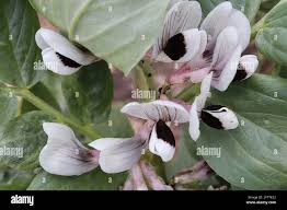 Attēlu rezultāti vaicājumam “Vicia faba flower”