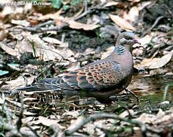 Image result for Streptopelia orientalis