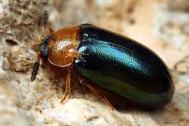 Attēlu rezultāti vaicājumam “Tetratoma fungorum”