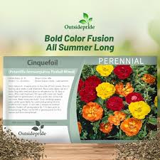 Attēlu rezultāti vaicājumam “Potentilla arenaria bud”