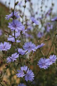 Attēlu rezultāti vaicājumam “Cichorium intybus”