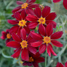 Image result for Coreopsis