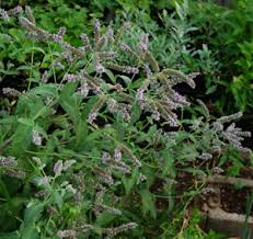 Attēlu rezultāti vaicājumam “Mentha longifolia”