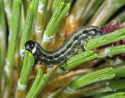 Attēlu rezultāti vaicājumam “Neodiprion sertifer larva”