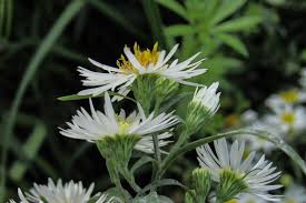 Attēlu rezultāti vaicājumam “Symphyotrichum x salignum flower”