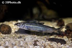 Image result for Coregonus lavaretus oxyrinchus