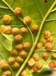 Attēlu rezultāti vaicājumam “Neuroterus quercusbaccarum”