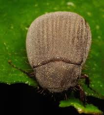 Attēlu rezultāti vaicājumam “Serica brunnea imago”