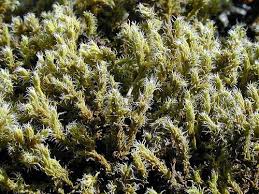 Attēlu rezultāti vaicājumam “Racomitrium canescens sporophyte”