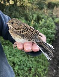Image result for Emberiza spodocephala