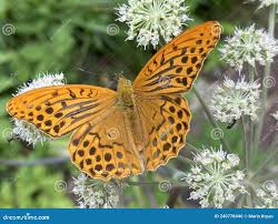 Attēlu rezultāti vaicājumam “Argynnis paphia pupa”