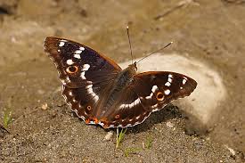 Attēlu rezultāti vaicājumam “Apatura ilia male”