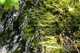 Attēlu rezultāti vaicājumam “Cratoneuron filicinum”