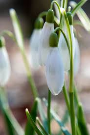 Attēlu rezultāti vaicājumam “Galanthus nivalis bud”