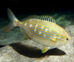 Image result for Sarpa salpa