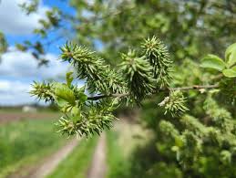 Attēlu rezultāti vaicājumam “Salix aurita flower”