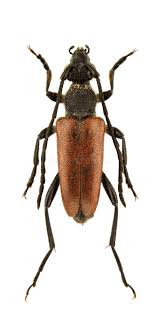 Attēlu rezultāti vaicājumam “Paracorymbia maculicornis imago”