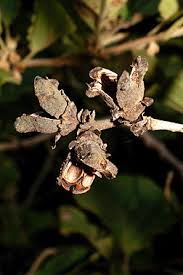 Attēlu rezultāti vaicājumam “Hamamelis japonica bud”
