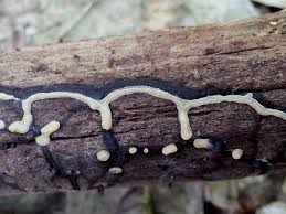 Attēlu rezultāti vaicājumam “Diderma testaceum young”