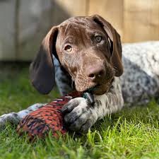 Image result for Pointers