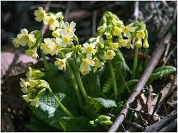 Image result for Himmelschlüssel