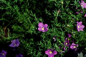 Image result for Nierembergia