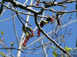 Attēlu rezultāti vaicājumam “Populus x canadensis male flower”