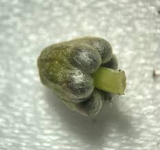 Attēlu rezultāti vaicājumam “Conocephalum salebrosum”