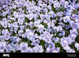 Attēlu rezultāti vaicājumam “Viola x williamsii flower”