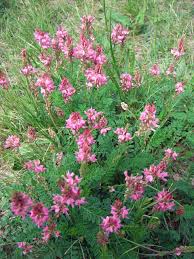 Attēlu rezultāti vaicājumam “Onobrychis arenaria fruit”