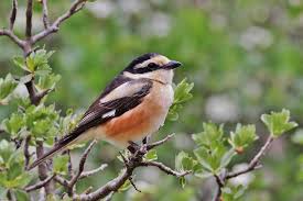 Image result for Lanius nubicus