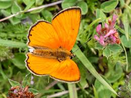 Attēlu rezultāti vaicājumam “Lycaena virgaureae female”