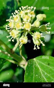 Attēlu rezultāti vaicājumam “Hedera helix  flower”