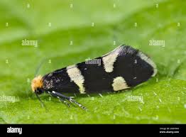 Attēlu rezultāti vaicājumam “Incurvaria praelatella”