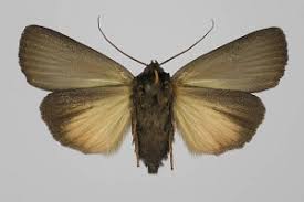 Attēlu rezultāti vaicājumam “Amphipyra livida”