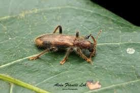 Attēlu rezultāti vaicājumam “Cleridae”