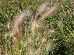 Attēlu rezultāti vaicājumam “Hordeum jubatum”