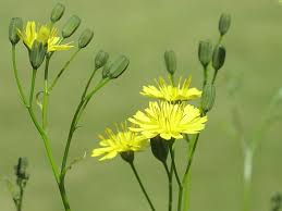 Attēlu rezultāti vaicājumam “Lapsana communis flower”