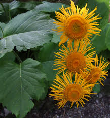 Image result for Telekia speciosa