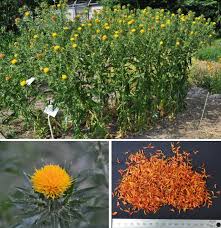 Image result for Carthamus tinctorius