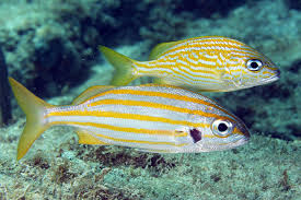 Image result for Haemulon carbonarium