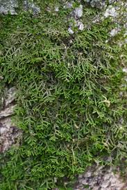 Attēlu rezultāti vaicājumam “Porella platyphylla macro”