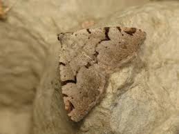 Attēlu rezultāti vaicājumam “Macaria wauaria”