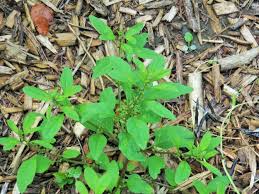 Attēlu rezultāti vaicājumam “Chenopodium polyspermum fruit”