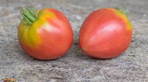 Afbeeldingsresultaat voor earliana tomato