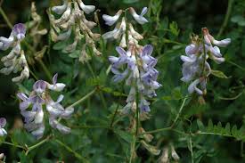 Attēlu rezultāti vaicājumam “Vicia sylvatica leaf”