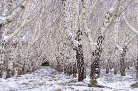 Attēlu rezultāti vaicājumam “Betula pendula var. carelica”